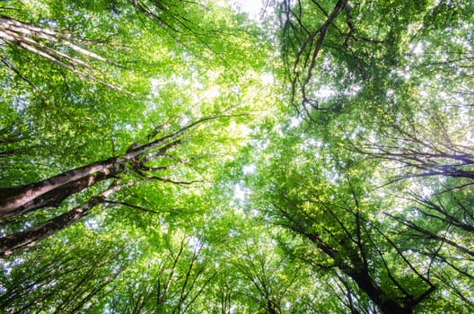 Green forest during bright summer day