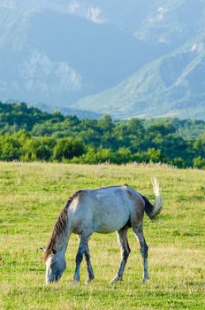 Lonely horse at the meadow
