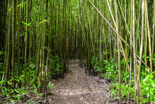 Path through Bamboo Forest