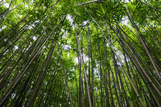 Bamboo Forest