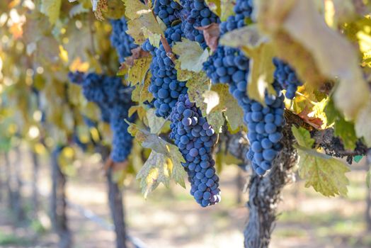 Grape Vineyard in Autumn