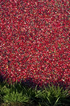 Cranberries just knocked off the vine