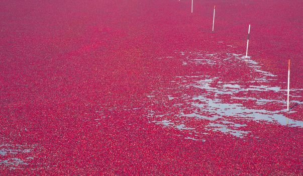 Cranberries just knocked off the vine