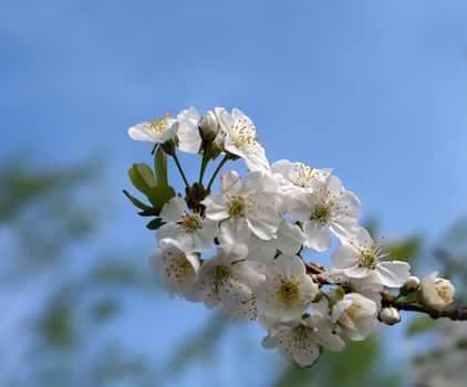 Flower-bud of White Сherry Tree closeup on Blue Sky background