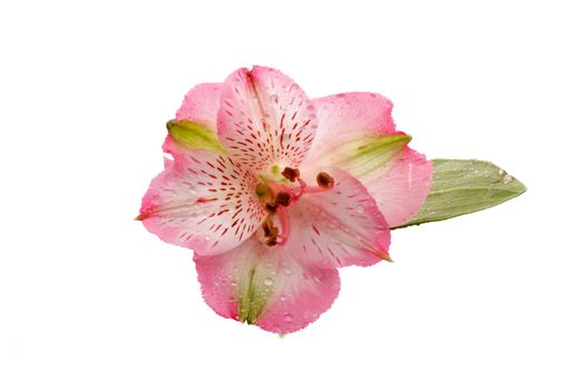 Single Flower of Pink Alstroemeria Flower Head with Droplets closeup on white