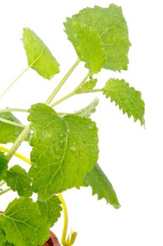 Fresh Growth Lemon-balm in Yellow Bucket closeup