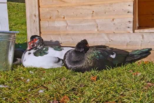 by the duck pond at fredriksten fortress in halden  has it been set out a family of six with muscovy duck, one drake, one hen and four ducklings, the muscovy duck is a large duck native to mexico, central, and south america, image is shot in november 2012 and shows one hen, one drake and one of the ducklings (hidden in the back).