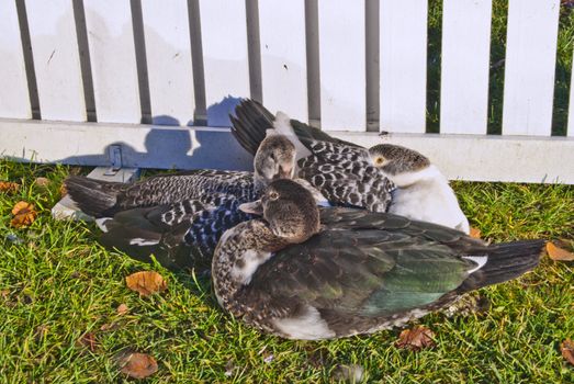 by the duck pond at fredriksten fortress in halden  has it been set out a family of six with muscovy duck, one drake, one hen and four ducklings, the muscovy duck is a large duck native to mexico, central, and south america, image is shot in november 2012 and shows three of the ducklings.