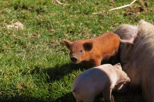 Brown little pig in group