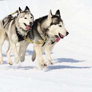 sportive dog team is running in the snow