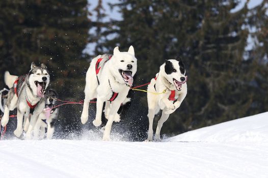 sportive dog team is running in the snow