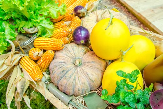 fresh fruits and vegetables in  the garden