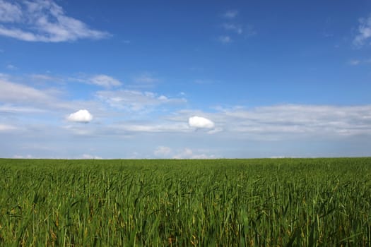 wheat field under blue sky