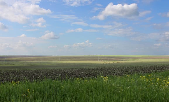 rural landscape: field under blue sky