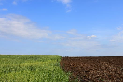 ridge of wheat field under blue sky