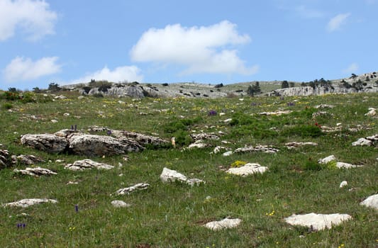 meadow on mountain