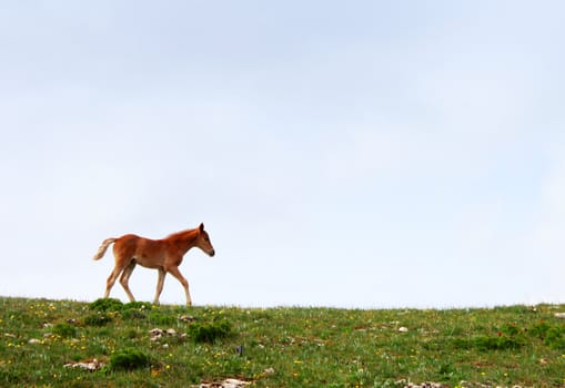 foal on meadow