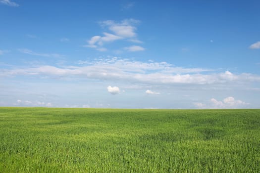 wheat field under blue sky