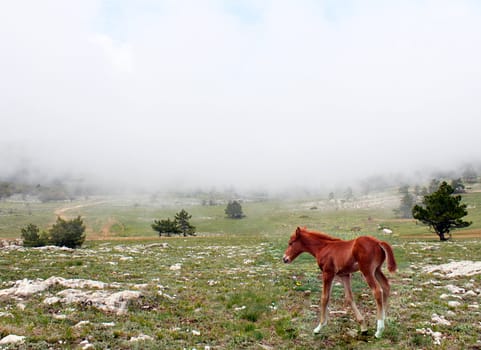 foal on foggy meadow