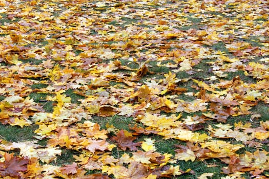 dry leaves on ground