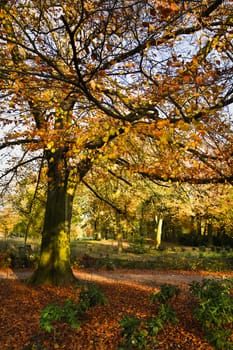 Beech tree and fallen leaves in park in autumn