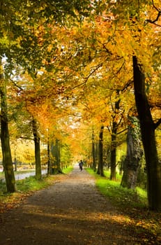 Lane in park with beech trees in autumn colors - vertical