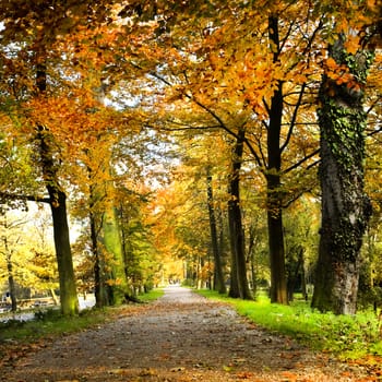Lane in park with beech trees in autumn colors - square