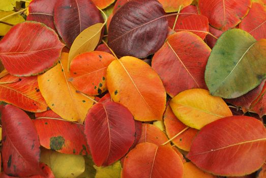 Beautiful Fall foliage in a colorful arrangement.







A
