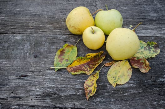 Homegrown apples on wooden background