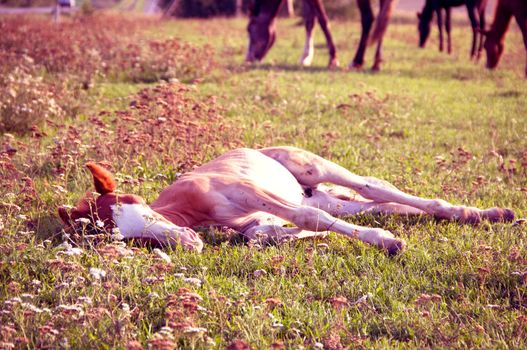 Foal lying on summer pasture
