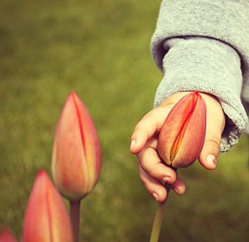 Little girl's hand with the tulips. Represent care, love. Present for Mother's Day or for any other occasion.
