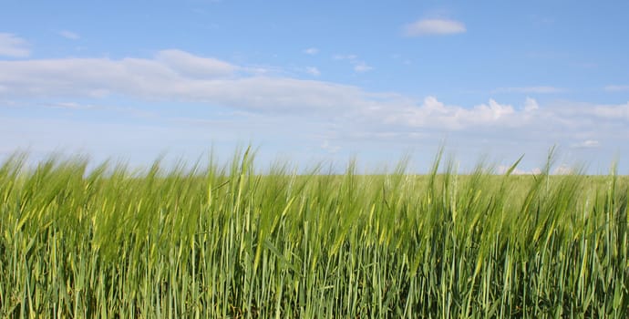 green wheat field