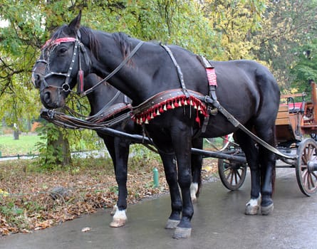 horse-drawn carriage in park