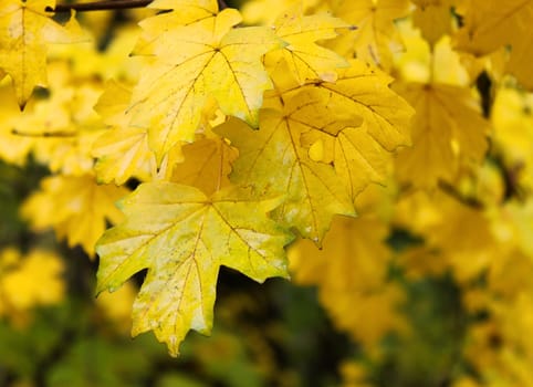 maple tree leaves under rain