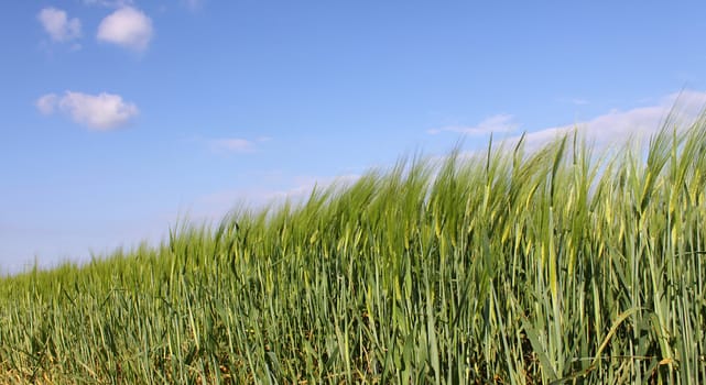 wheat field under blue sky