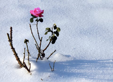 pink rose in snow