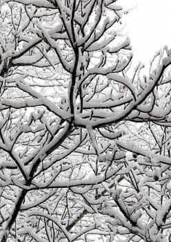 branches of tree at winter