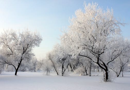 park at winter day