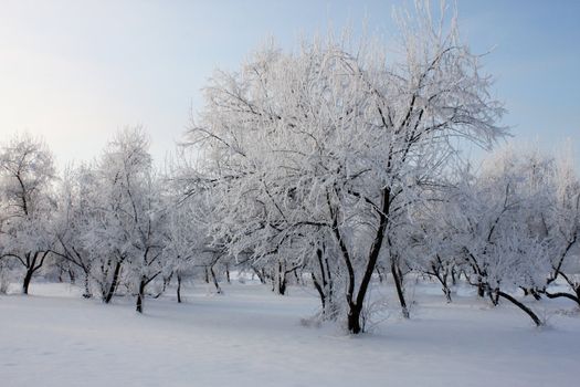 park at winter day