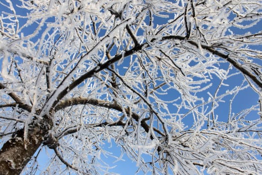 branches of tree covered with hoarfrost