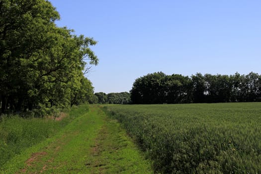 ridge of wheat field at summer