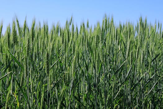 wheat field