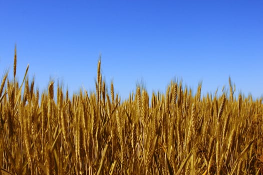 wheat field over blue sky