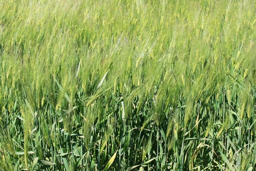 green wheat field