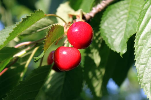 close up of cherry tree