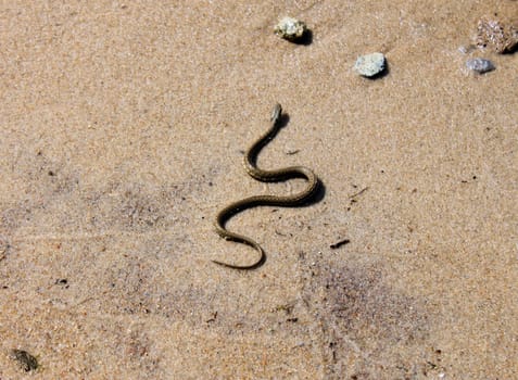 snake on sand