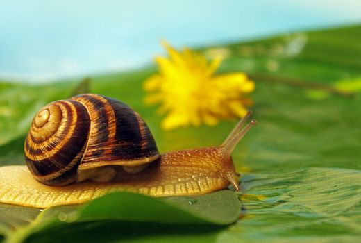 snail on a meadow