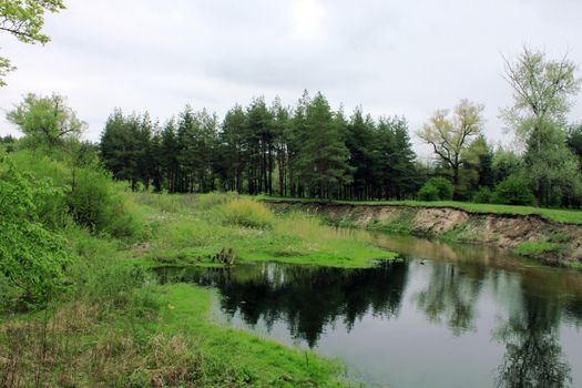 river in forest