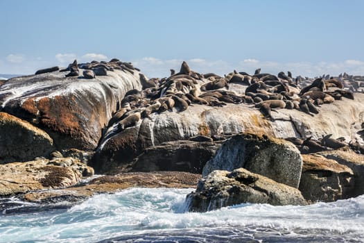 Thousands of seals sunning on Seal Island near the south western tip of South Africa