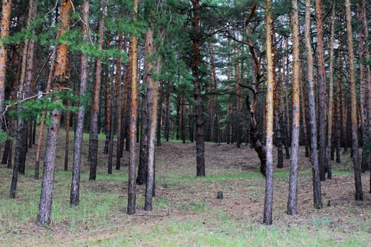 coniferous forest